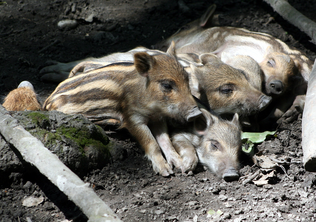 Wildschweine
